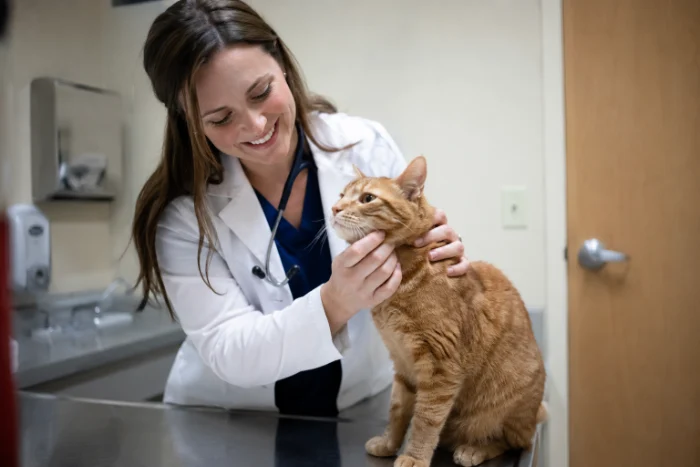 Veterinarian examining an orange tabby cat during a thyroid checkup - UnityRX Pharmacy compounded feline medication